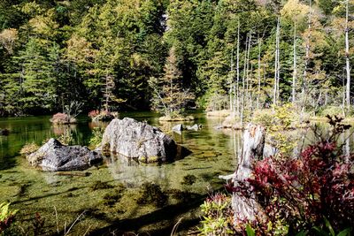 Scenic view of lake in forest