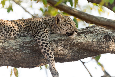 Close-up of a cat on branch