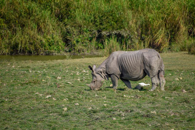 Side view of a horse on landscape