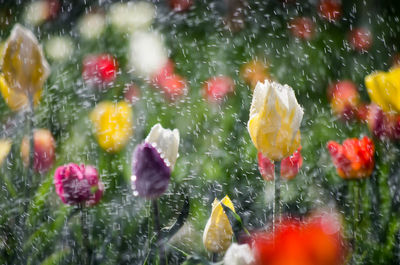Close-up of water drops on flowers
