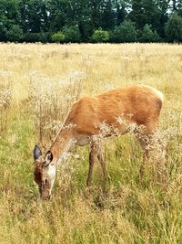 Deer in a field