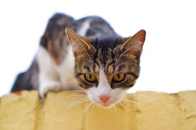 Close-up portrait of a cat