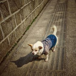 High angle view of dog standing on street