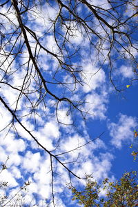 Low angle view of trees against sky