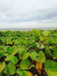 Close-up of fresh green field by sea against sky