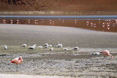 Flock of birds in the water