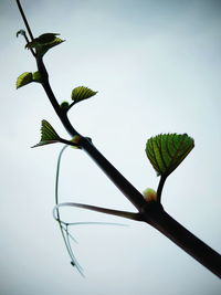 Close-up of fresh plant against sky