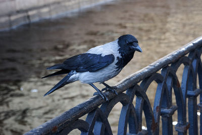 Bird perching by river on railing