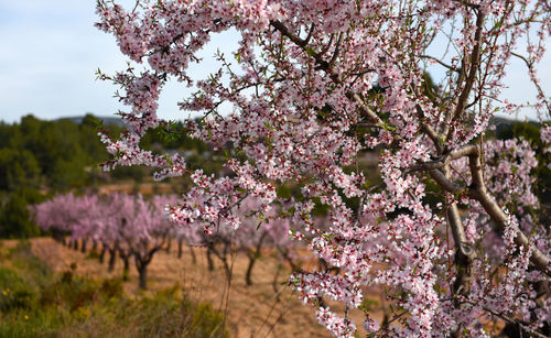 Close-up of pink flowers on tree