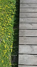 High angle view of yellow flowering plants on footpath