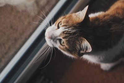High angle view of cat looking through window at home