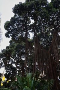 Low angle view of trees against sky