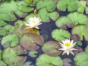 Close-up of water lily blooming on plant