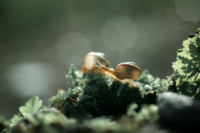 Close-up of mushrooms growing on tree