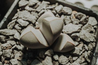 High angle view of broken egg on rock