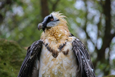 Close-up of eagle perching on tree