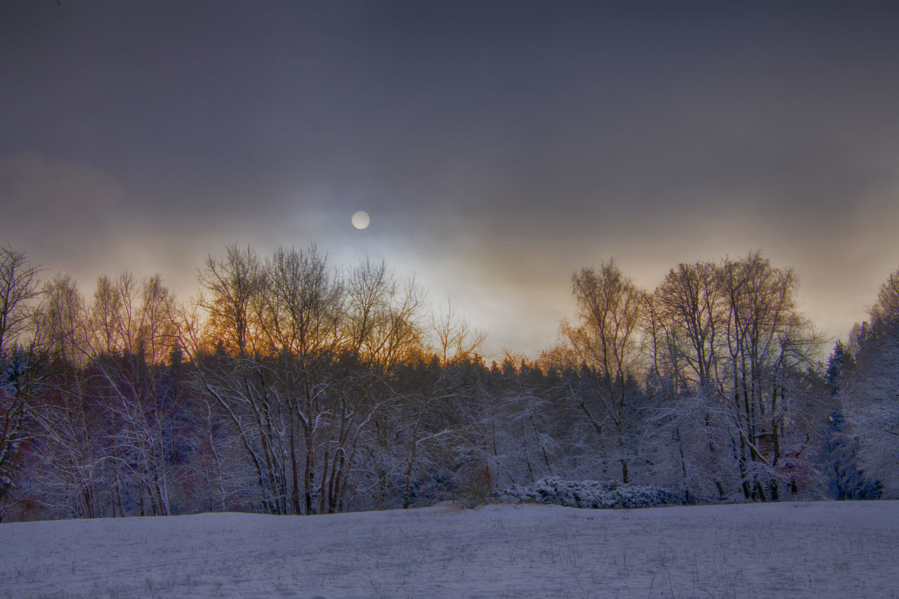 BARE TREES ON SNOW COVERED LAND AGAINST SKY