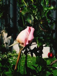 Close-up of pink rose