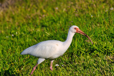 Close-up of bird on grassy field