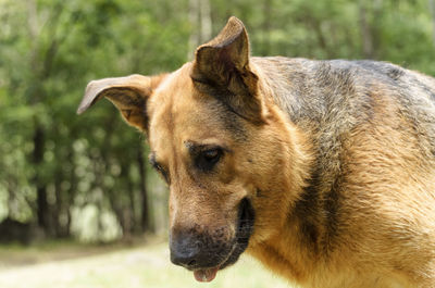 Close-up portrait of dog