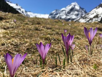 Close-up of purple crocus flowers on field