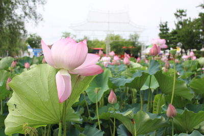 Close-up of pink flowers blooming in park