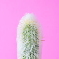 Close-up of cactus plant against pink background