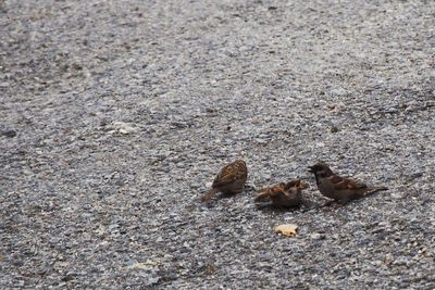 High angle view of birds on land