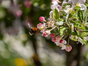Close-up of bee pollinating flower