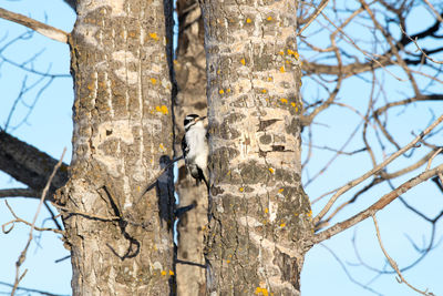 Close-up of tree trunk in forest