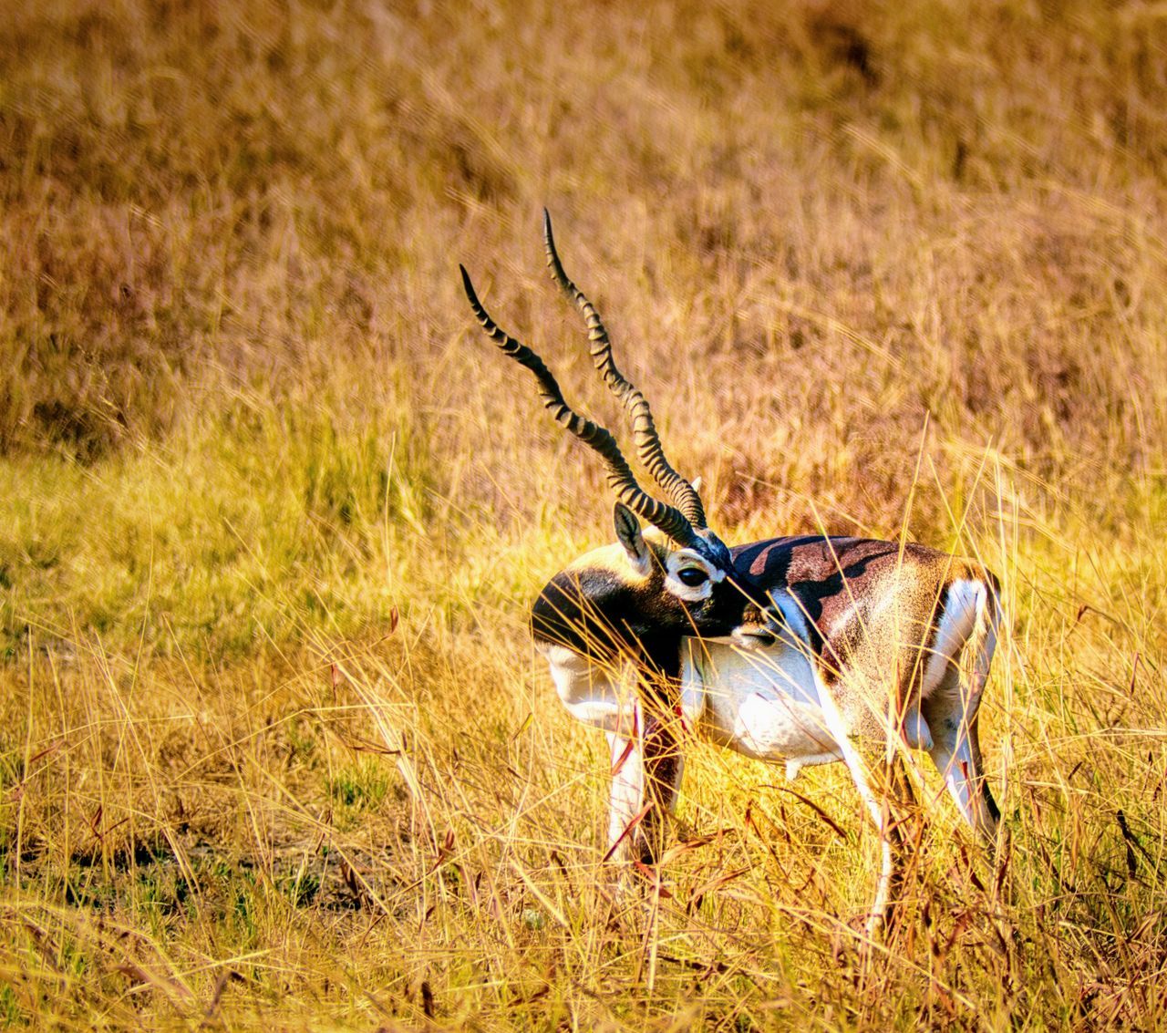 animal, animal themes, animal wildlife, wildlife, mammal, one animal, antelope, grass, nature, springbok, no people, plant, impala, savanna, gazelle, prairie, grassland, safari, day, field, outdoors, sunlight, land, domestic animals, tourism, plain