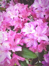 Close-up of pink flowers