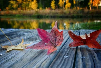 Close-up of autumn leaves