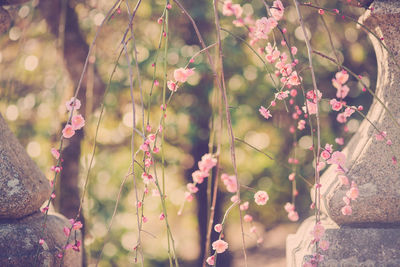 Close-up of pink flowers