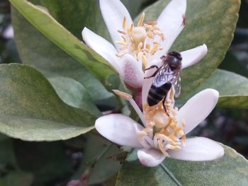 Close-up of honey bee on flower