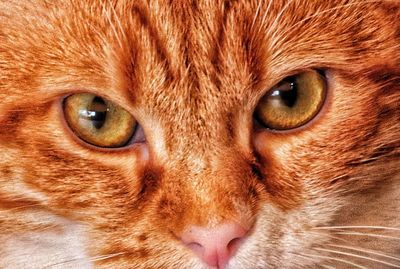 Close-up portrait of a cat