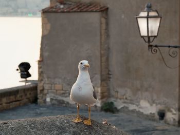 Seagull perching on wall