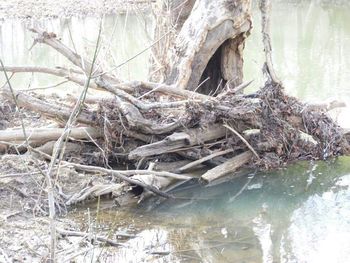 Bare trees in water