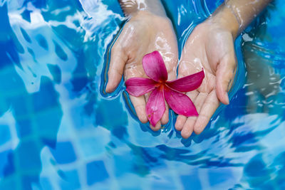 Child hands holding a pink flower by swimming pool