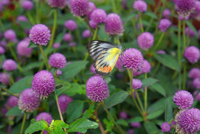 Close-up of butterfly pollinating on pink flower