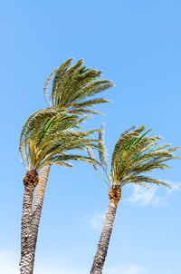 Low angle view of palm tree against blue sky