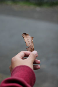 Close-up of hand holding dry leaf