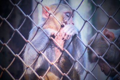 Close-up of chainlink fence in cage