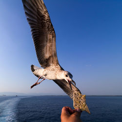 Low angle view of seagull flying against clear sky