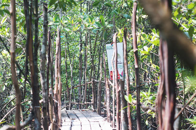 Panoramic view of bamboo trees in forest