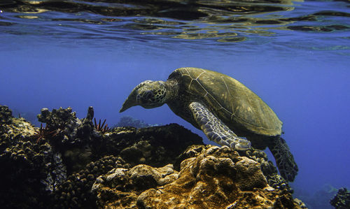 View of turtle swimming in sea