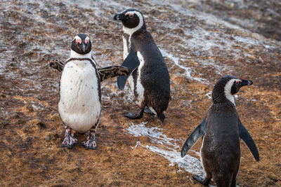 African penguins at seaforth beach colony in cape town, south africa