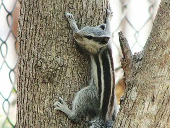 Bird on tree trunk