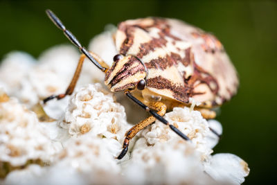 Close-up of crab