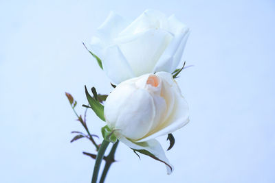 Close-up of white rose against blue background